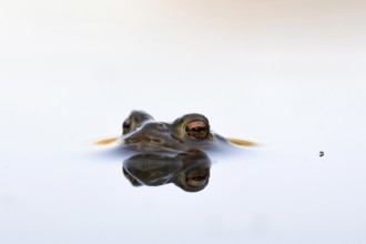 Troublemaker on the move... Common toad (Bufo bufo) in spawning water with a small insect at its