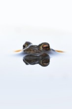 In spring... Common toad (Bufo bufo), male toad patiently waiting in spawning waters for a female
