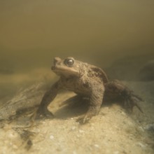 During the spawning season... Common toad (Bufo bufo) under water, sitting on the bottom of a body