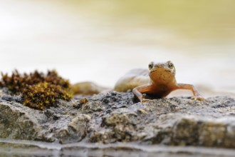 Amphibians in Germany... Pond newt (Lissotriton vulgaris), more common newt, newt species, in the