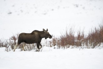 Elk (Alces alces), young bull elk with freshly shed antlers, without antlers in winter, trudging,