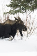 Elk (Alces alces) in winter, young bull, without antlers, roaming through typical habitat, running,