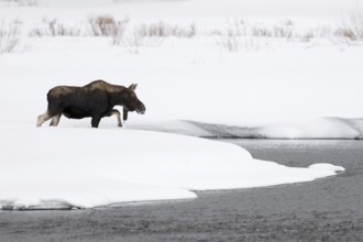 Deep winter... Moose (Alces alces), young bull moose trudges through high snow towards a river,