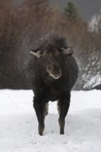 Something to smile about... Moose (Alces alces) shakes the water out of its fur in rainy weather