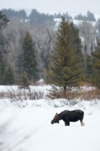 In typical habitat... Elk (Alces alces), young bull elk, shed antlers, in winter with snow, nature