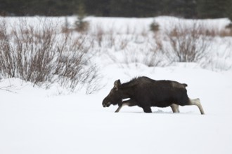 Elk (Alces alces) in winter, young bull, without antlers, roaming through typical habitat, running,