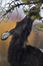 Moose (Alces alces), cow moose in winter, close-up, close-up, funny head portrait, cropped view,