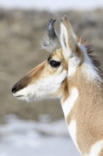 Detailed head portrait... Pronghorn (Antilocapra americana), also called pronghorn antelope, male