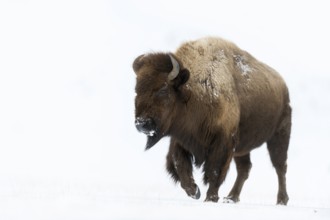 Enormous... American Bison (Bison bison), impressive female animal, bison cow runs over snow in