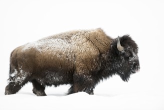 Impressive, primeval animals... American Bison (Bison bison), strong bison bull in deep winter, fur