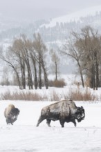 In the wide valley... American Bison (Bison bison) in winter, American Bison in the wide,
