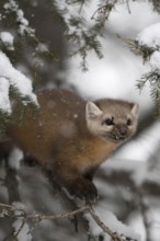 Pine marten (Martes americana) sits hidden in the branches of a conifer covered with snow in