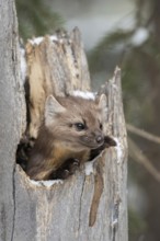 Cute little fellow... American pine marten (Martes americana), also called spruce marten, hides,