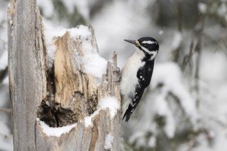 Hairy woodpecker (Picoides villosus), adult female in winter, sitting in typical woodpecker manner
