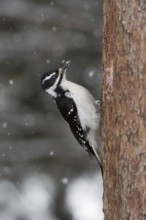 Hairy woodpecker (Picoides villosus), North American woodpecker species, side view, sitting on a