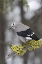 Curious look... Pine Jay (Nucifraga columbiana) in winter, North American jay species, natural