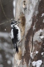 Building a cave... Hairy woodpecker (Picoides villosus), North American woodpecker species,