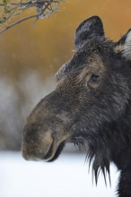 Elk portrait... Elk (Alces alces), detailed close-up, detailed head portrait of a cow elk in rainy