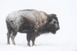 Tough as nails... American Bison (Bison bison) in a snowstorm, blizzard in Yellowstone National
