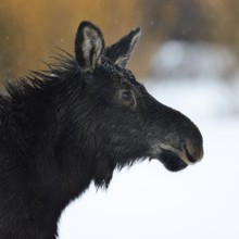 Elk (Alces alces), elk calf, head portrait of a young animal on a rainy day in winter, fur is