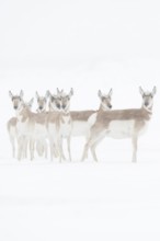 Pronghorn antelopes (Antilocapra americana), herd, group in winter in a snowstorm, extreme weather