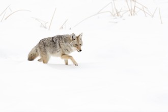Coyote (Canis latrans) in winter, struggling through high snow, light snowfall, in beautiful