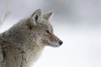 Silent observer... Coyote (Canis latrans) in winter, dense long-haired winter fur, observes the