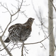 Ruffed grouse (Bonasa umbellus) in winter, sitting high in a tree on a thin branch in light