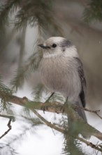 Short, pointed beak... Tit Jay (Perisoreus canadensis), typical, characteristic bird of the