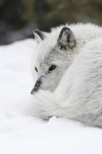 Curled up in the snow... Timberwolf (Canis lupus lycaon), grey wolf, grey wolf or simply wolf in