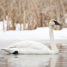 Swimming... Trumpeter Swan (Cygnus buccinator), largest swan on earth, one of the largest flying