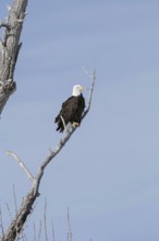 Majestic... Bald eagle (Haliaeetus leucocephalus) on its perch, perch in a tree, probably an