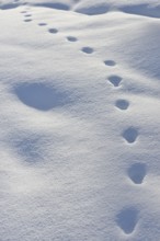 Tracks in the snow... Red fox (Vulpes vulpes), animal track, fox footprint, fox track, animal