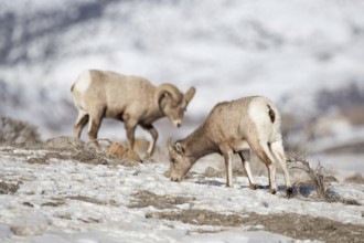 Wild sheep... Bighorn sheep (Ovis canadensis), two bighorn sheep in winter, one female, one male,