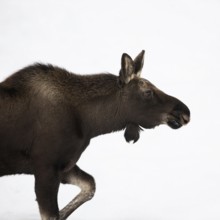 Bleed... Elk (Alces alces), young bull elk with freshly shed antlers, without antlers in winter,