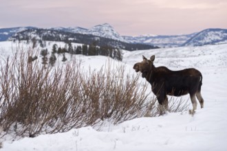 Soft light... Elk (Alces alces), young bull elk in winter, eating from the bushes on a vast plateau