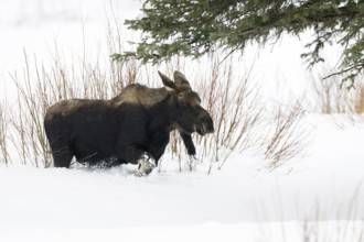 Elk (Alces alces) in winter, young bull, without antlers, roaming through typical habitat, running,