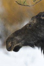 Moose (Alces alces), cow moose, head portrait of an adult female, on a rainy day in winter, soaked