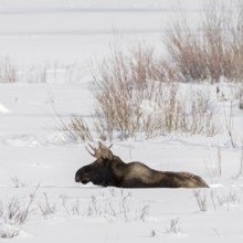 In the depths of winter... Elk (Alces alces), bull elk with shovel antlers lies on an open area in