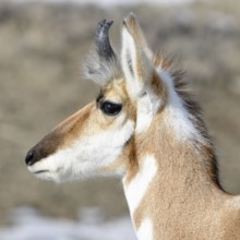 Pronghorn... Pronghorn (Antilocapra americana) pronghorn, pronghorn antelope or pronghorn antelope