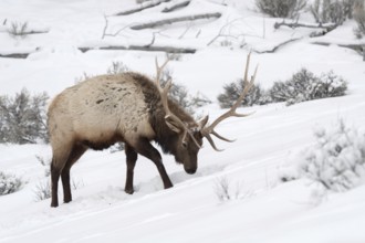 Tough times... Wapiti (Cervus canadensis), American deer, American deer species digs with its