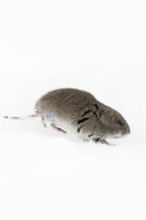 Rocky Mountain vole (Microtus montanus) in winter, rare encounter, running through the snow,