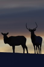 Deer, Wapitis (Cervus canadensis), North American deer, pair on a small hill, hilltop, silhouette
