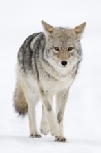Eye contact... Coyote (Canis latrans) in winter in the snow, light snowfall, wild coyote walks