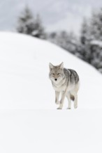 Coyote (Canis latrans) in winter, walking on frozen snow, light snowfall, in beautiful snow-covered