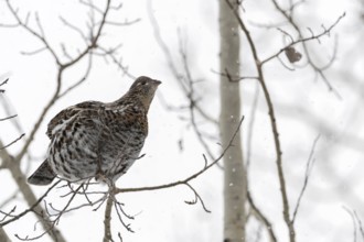 Ruffed grouse (Bonasa umbellus) in winter, sitting high in a tree on a thin branch in light