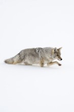 Coyote (Canis latrans) in winter, struggling through high snow, has to lift the front paw high,