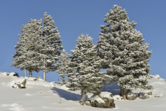 Deep blue sky, a few conifers and thick boulders... Yellowstone National Park (North America),