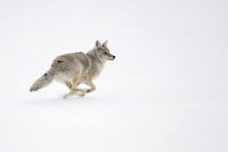 On the run... Coyote (Canis latrans) in winter, fleeing in a fast run through high snow, USA,