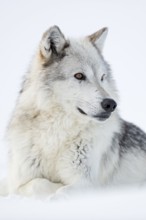 Grey wolf, Timberwolf wolf (Canis lupus) in winter, close-up, lying, wolf resting in the snow,